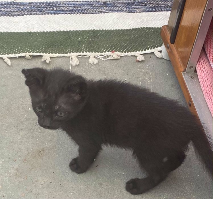 Três gatas para adoção