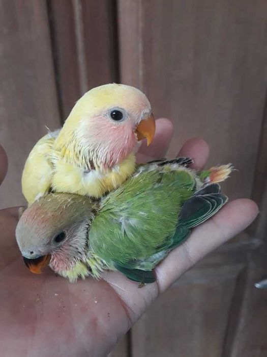 Vendo agapórnis domesticados