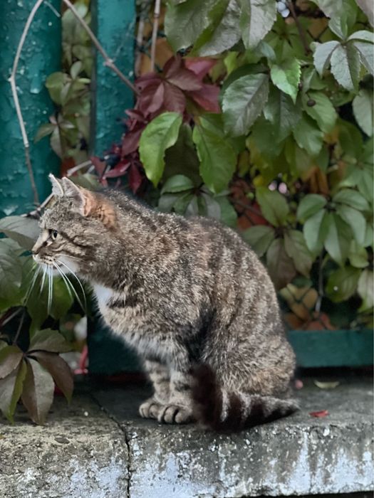 Лагідна кицюня у добрі руки