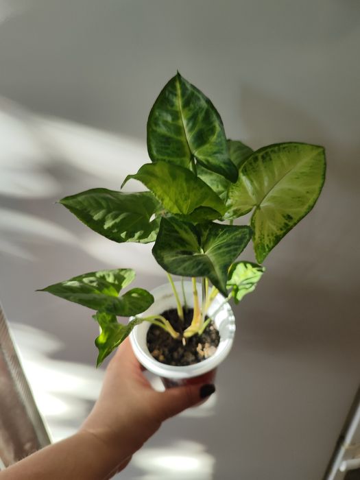 Продам Сингониум