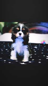 Cavalier King Charles Animais OLX Portugal