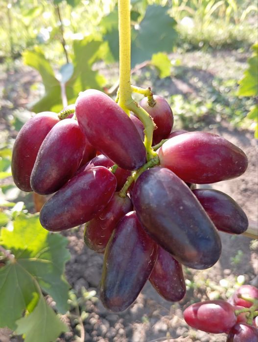 Саженцы винограда аватар. жолтый великан.эльдорадо.алинка.150 сортов.