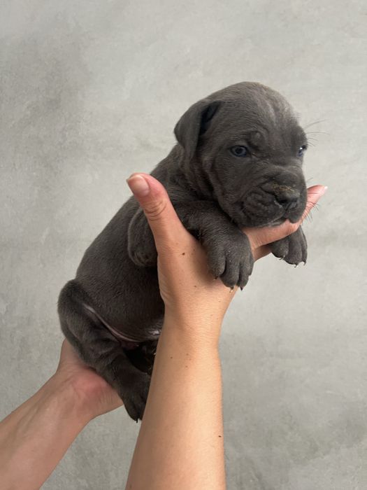 Cane Corso Italiano