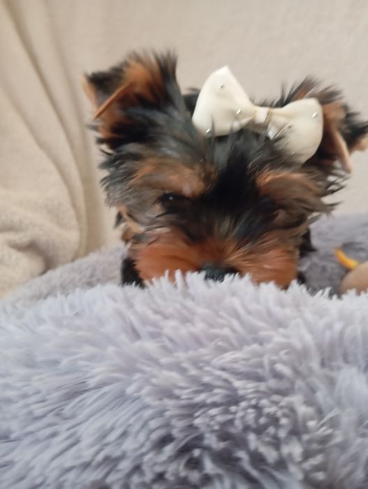 Йорки з ветпаспортом