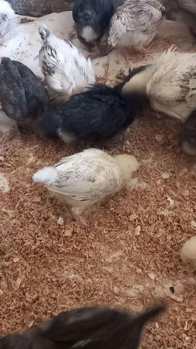 Продам Підрощені курчатка