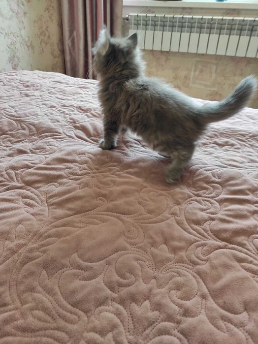 Кошенята безкоштовно Розумівка