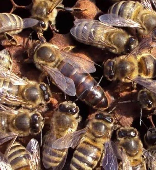 Матка карпатка плідна, не плідна.