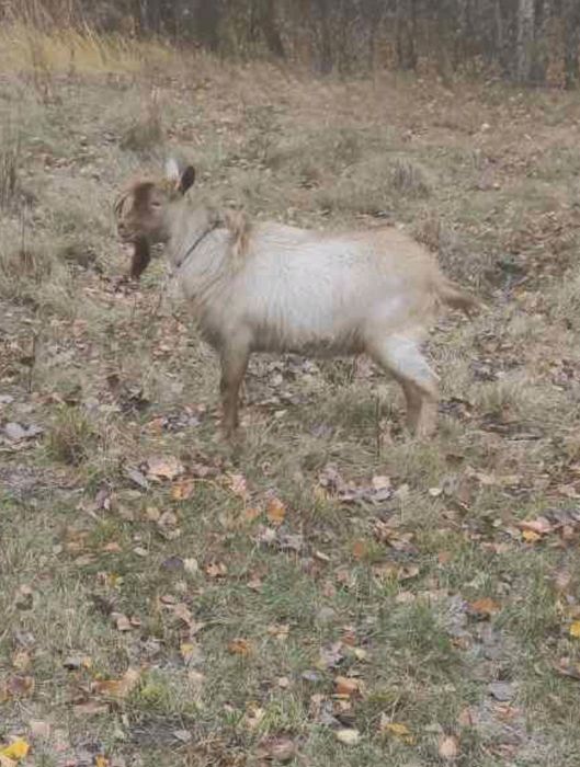 Продам коз, козлов от 800