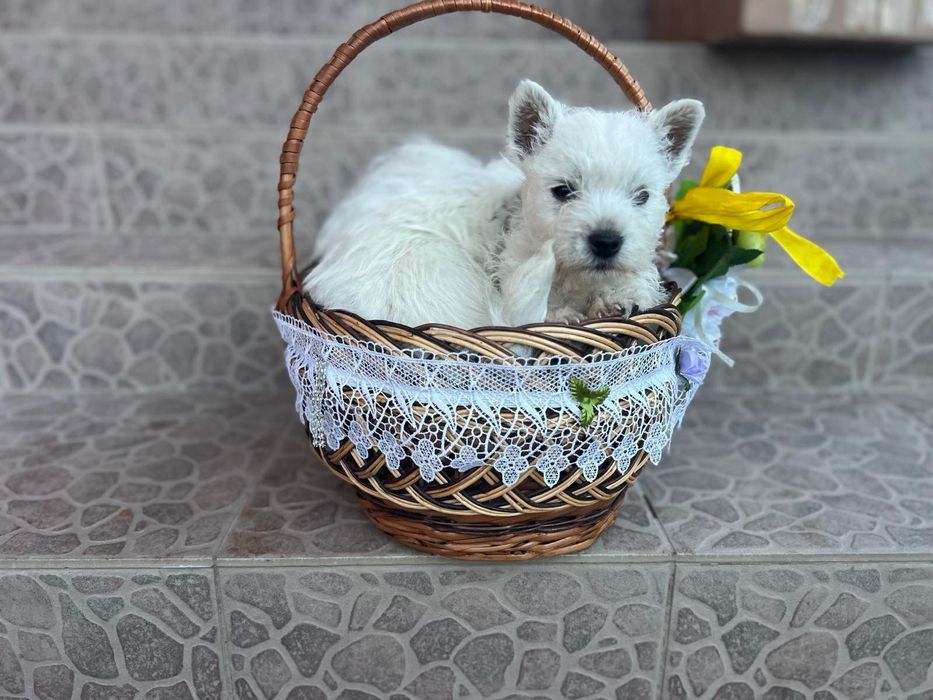 Вест хайленд вайт терьер