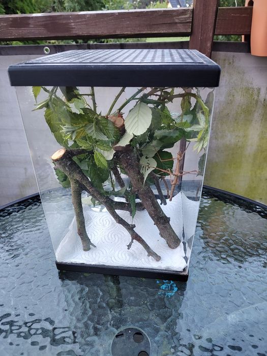 Terrarium 22x32cm dla patyczka