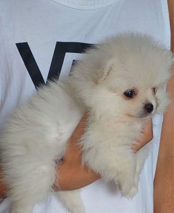 Spitz Lulu da Pomerânia