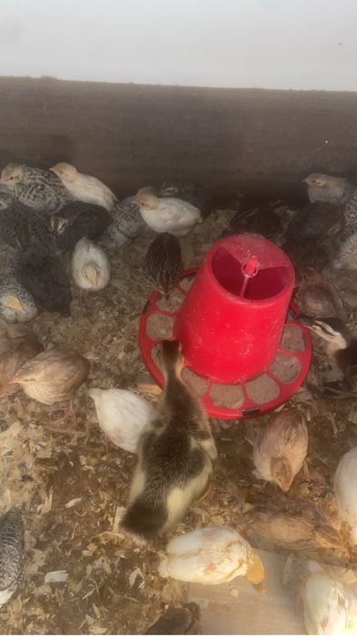 Tenho ovos, pintos e codornizes disponiveis