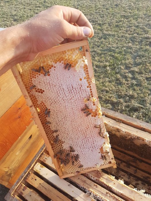 Miód pszczeli z własnej pasieki