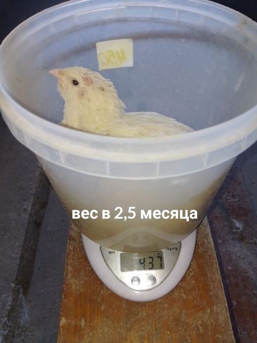 инкубационные яйца и суточные цыплята перепелок
