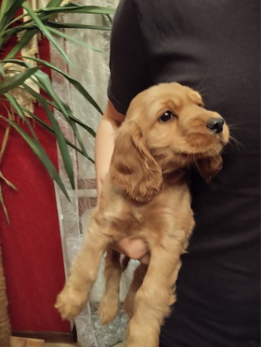 Продам цуценят Спаніельчиків