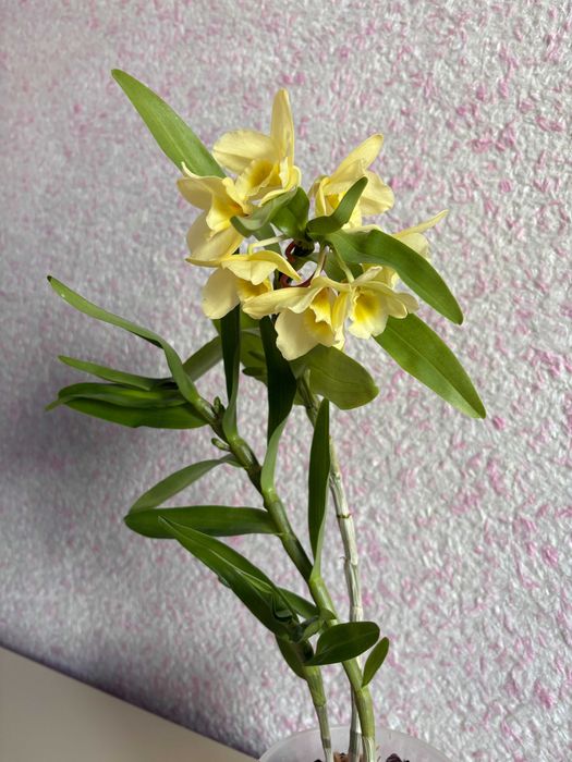 Орхідея Дендробіум Нобіле Жовтий