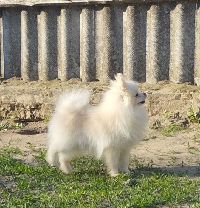 Вязка мини  шпиц