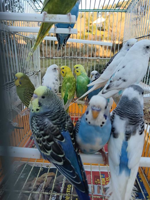 Vendo piriquitos australianos