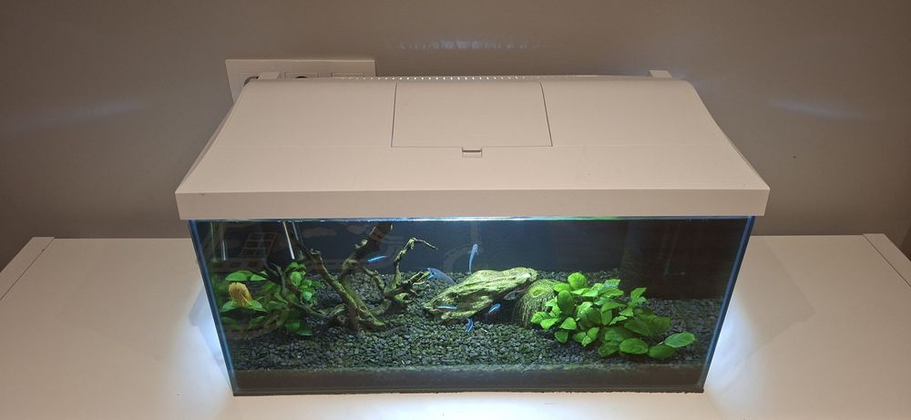 Sprzedam kompletne Akwarium Aquael 54 l z rybkami , filtrami itp.