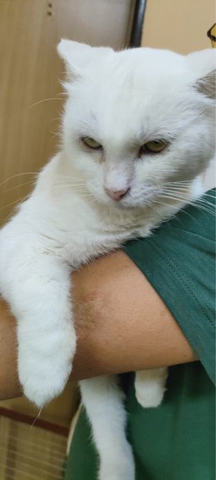 Пристраиваем в добрые руки.