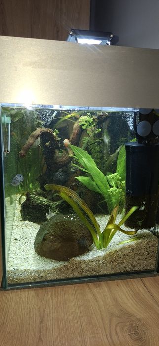 Akwarium 72l (60x40x30) z oświetleniem led i filtrami - rezerwacja
