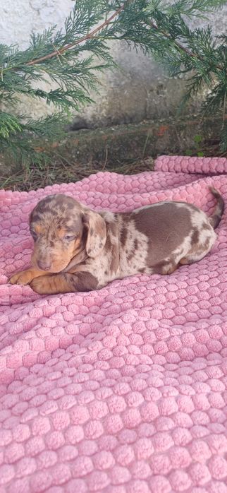 Teckel miniatura  macho alerquim