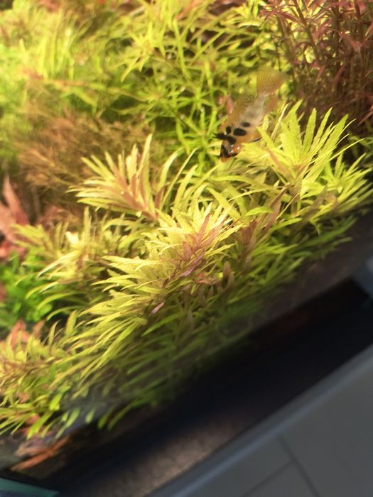 Limnophila aromatica mini