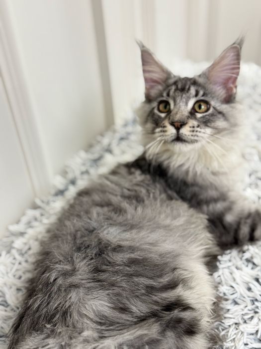 Мейн Кун - серебристый котенок с кисточками