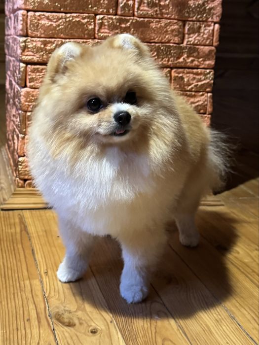 Ваш малюк також хоче причипуритися на новорічні свята