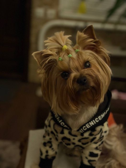 Йоркширский терьер щенк, БРОНЬ.