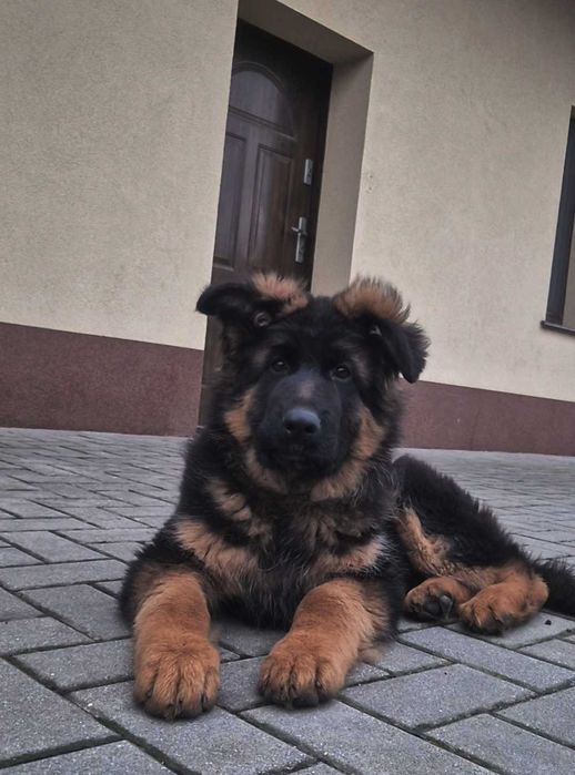 Owczarek niemiecki długowłosy FCI