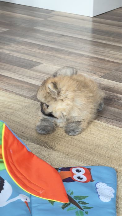 Piesek pomeranian
