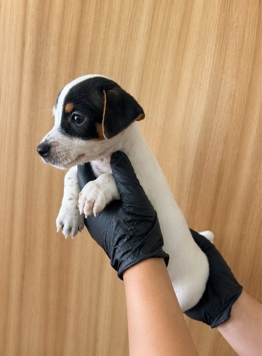 Jack russel macho