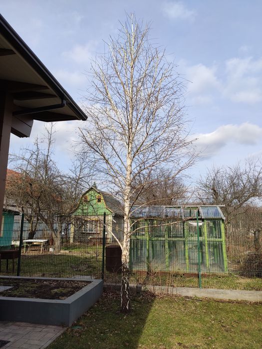 Обрізка саду Обрезка сада Обрізка дерев Обрезка деревьев