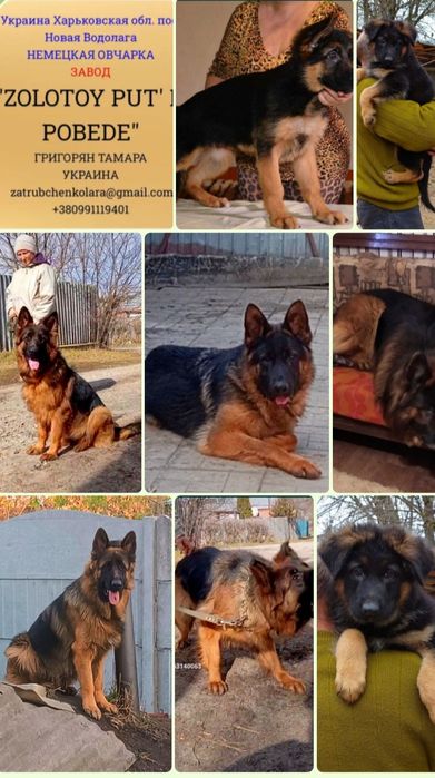 Питомник предлогает роскошных длинников.