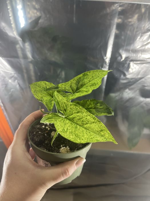 Syngonium mottled mojito piekne wybarwienie