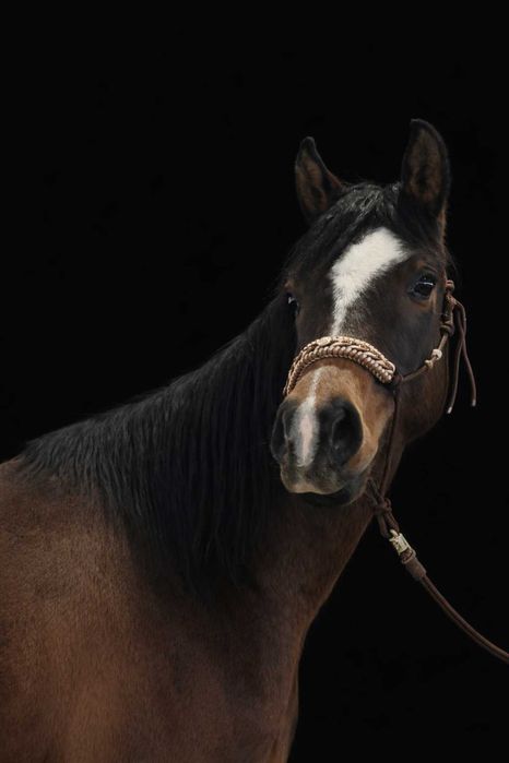 Wałach 4-letni czysta krew arabska