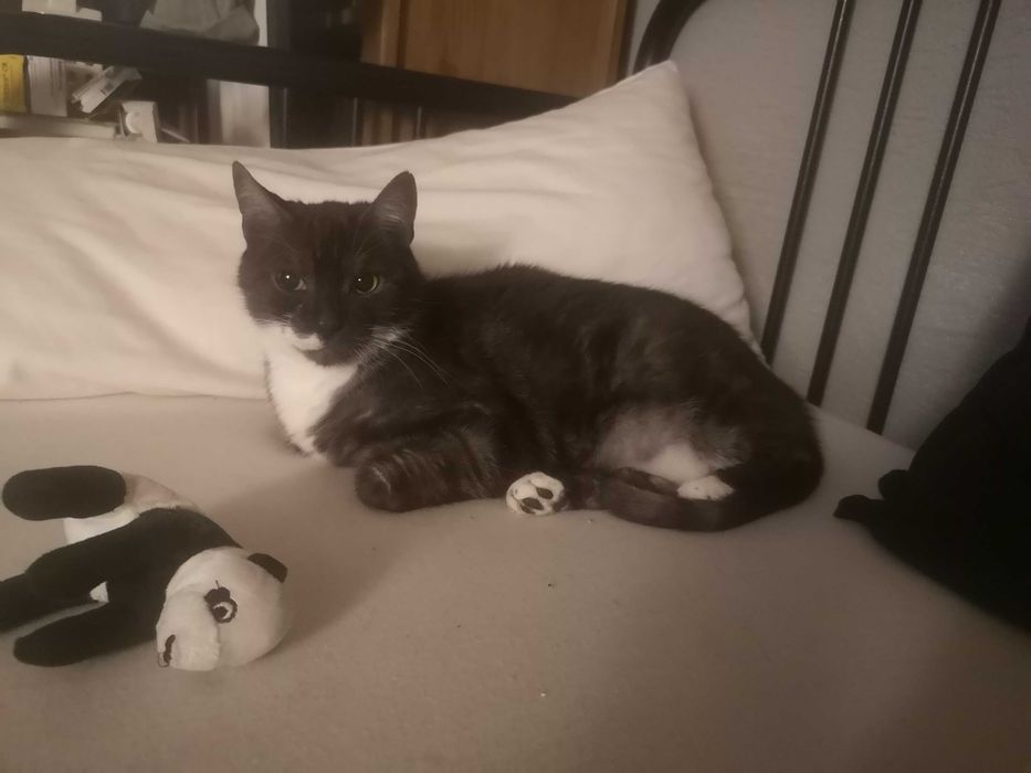 2 zdrowe koty domowe szukaja nowego domku