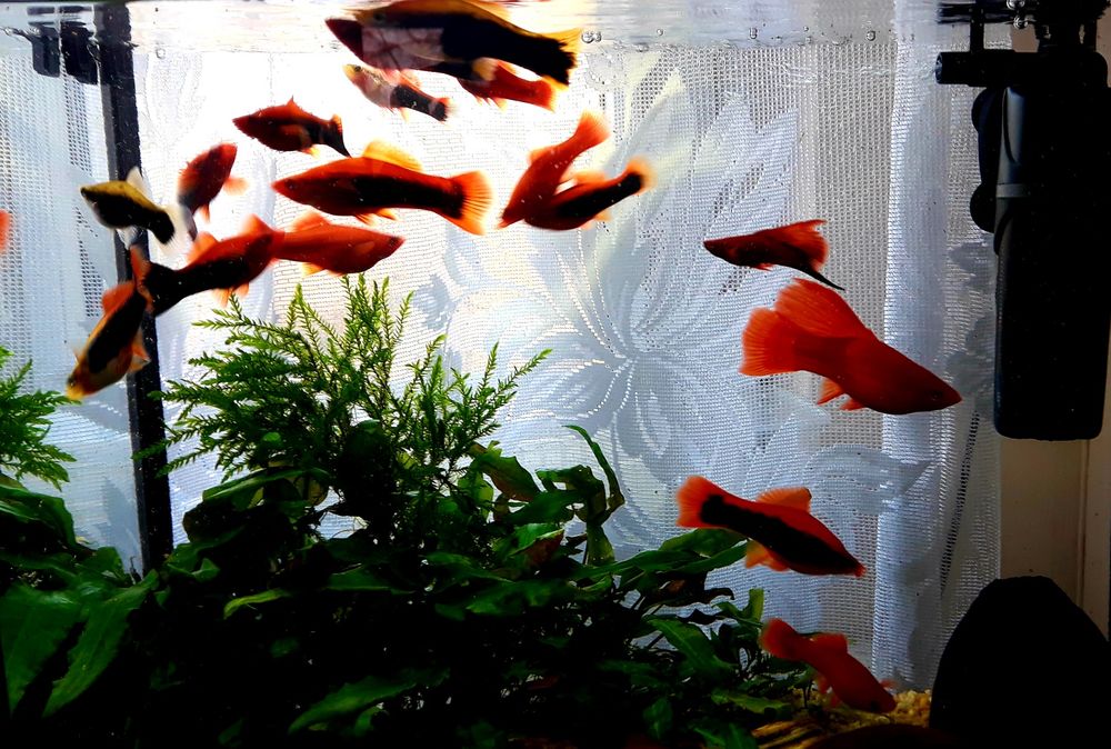 Rybki mieczyki, gupiki,