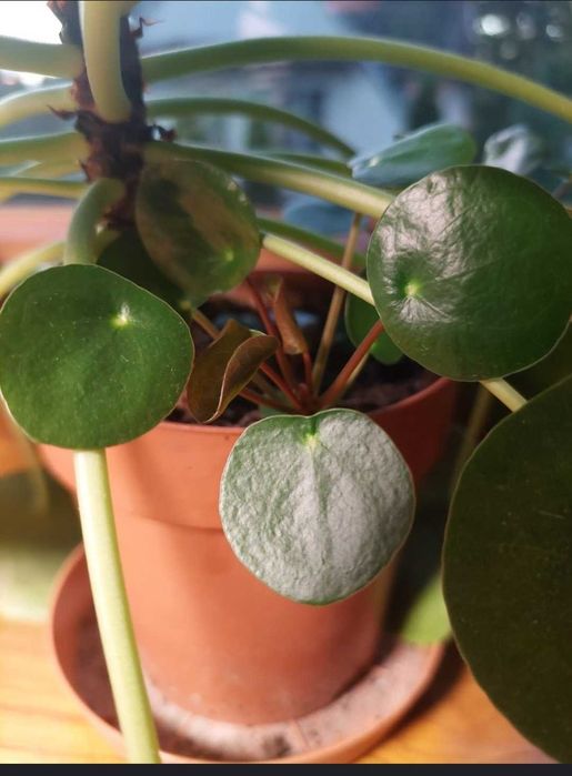 Pieniążek pilea zaszczepki szczepki
