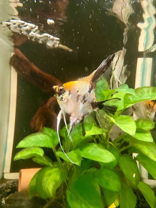 Pterophyllum Scalare - Red Devil (Koi) - A Grade - (Gm/g, S/S)