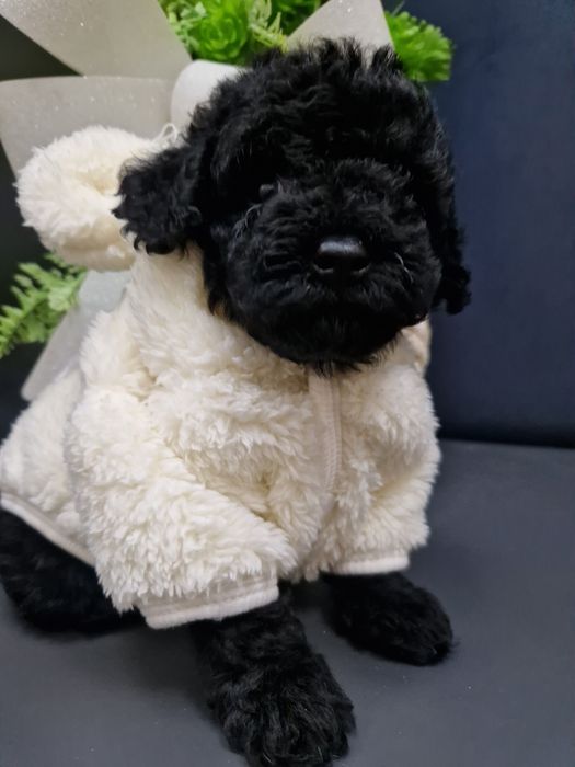 Pudel miniaturowy/toy szczeniak pełen uroku.