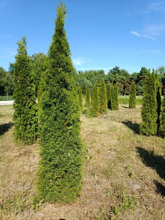 Drzewka ozdobne - tuje 1,8m-2,5m(OKAZJA)