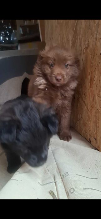 Цуценята безкоштовно