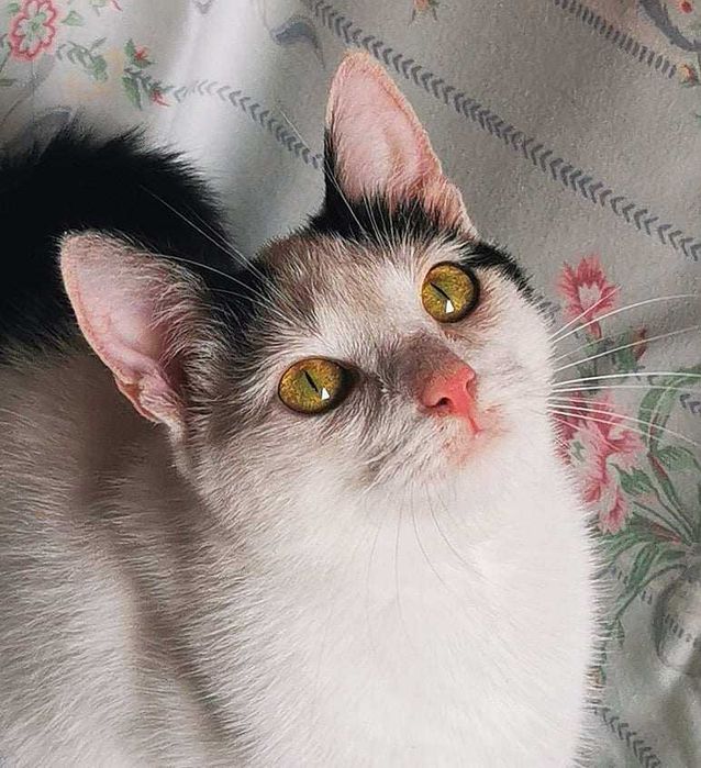 Amarie- słodka,spokojna koteczka do adopcji