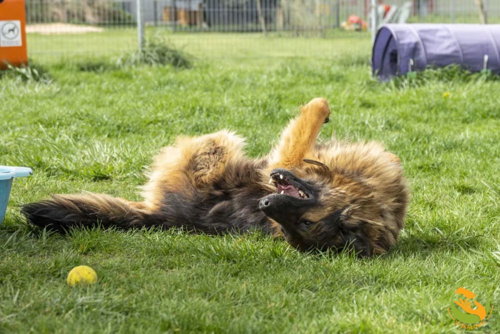 Alek - piękny owczarek niemiecki do adopcji