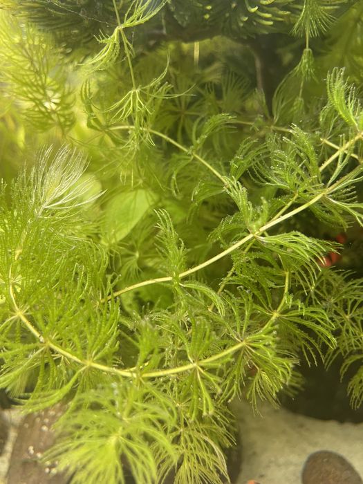 Rogatek 12 gałązek