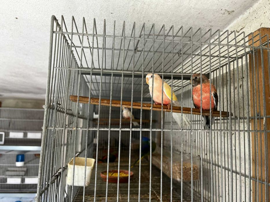 Bourkes de várias mutações