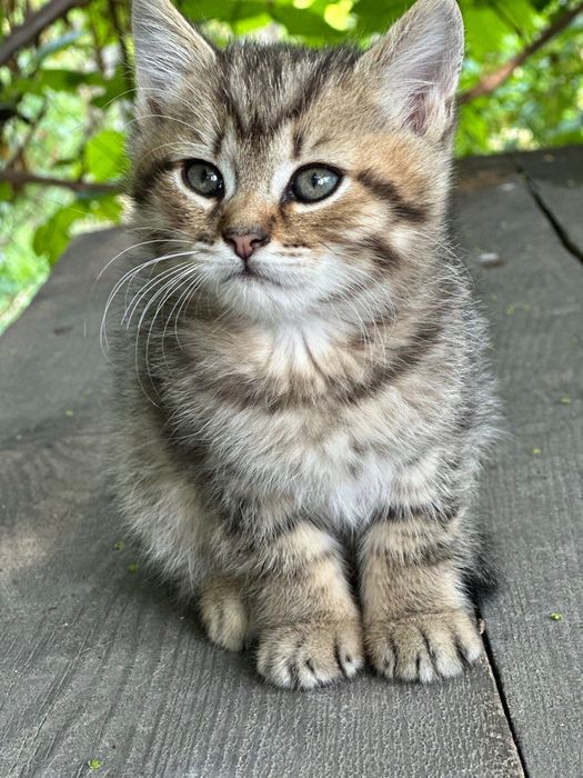 Продам двох котиків
