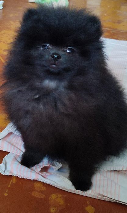 Продаю цуценя Шпіца (хлопчик)